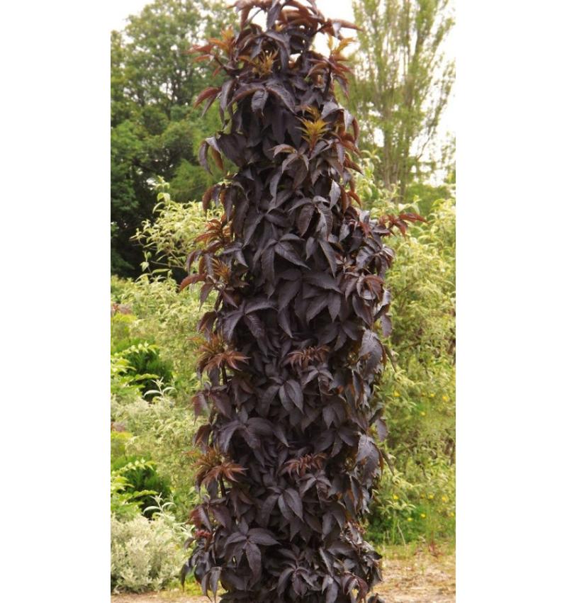 Sambucus nigra BLACK TOWER Eiffel- декоративен бъз Черна кула (9002)